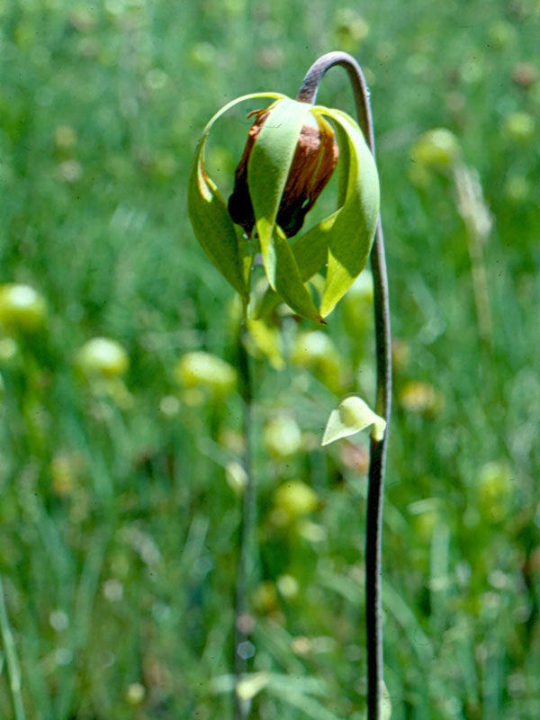 Darlingtonia californica, Butterfly Valley Fen