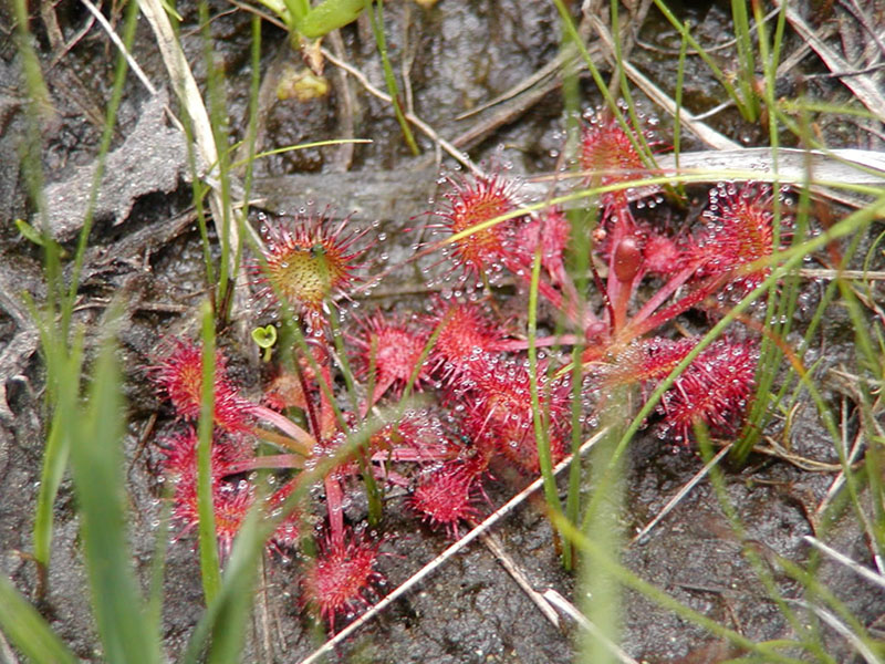 Drosera rotundifolia