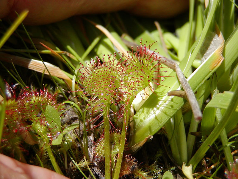 Drosera rotundifolia