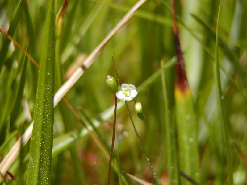 Drosera rotundifolia