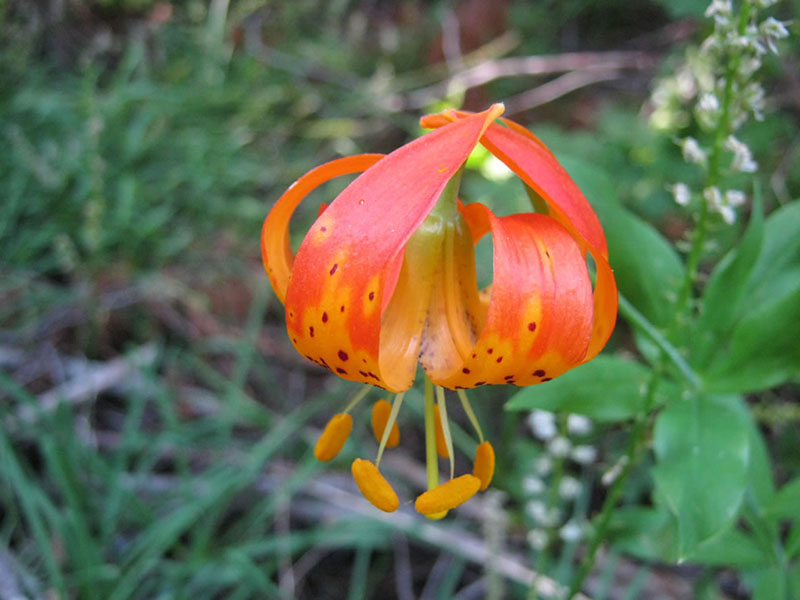 Lillium pardalinum ssp. pardalinum, Butterfly Valley Fen
