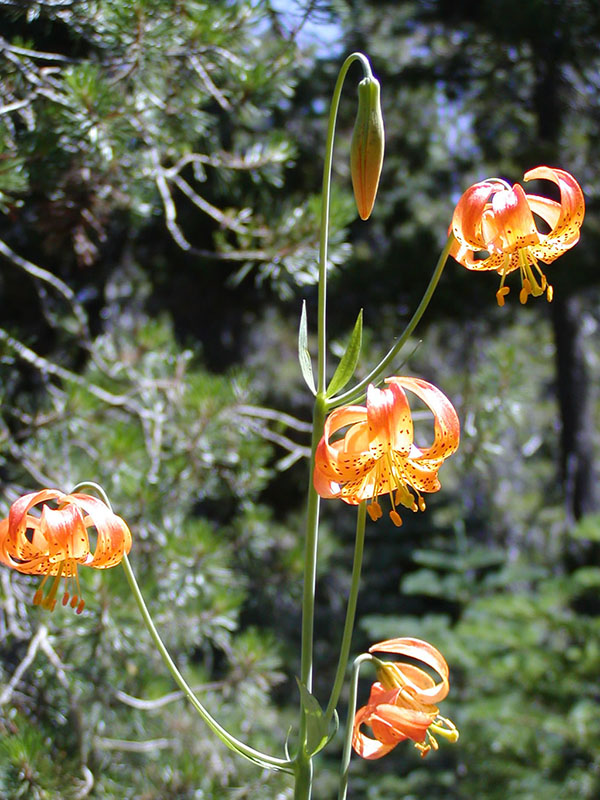 Lillium pardalinum ssp. pardalinum