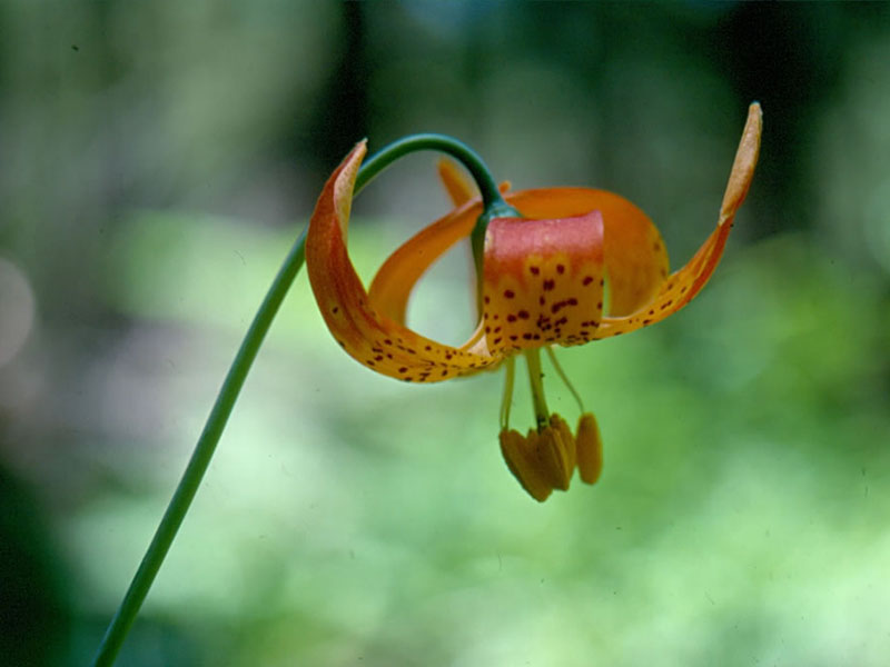 Lillium pardalinum ssp. pardalinum, Butterfly Valley Fen
