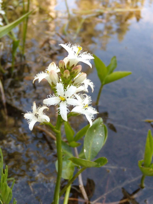 Menyanthes trifoliata, fen on Smith Creek