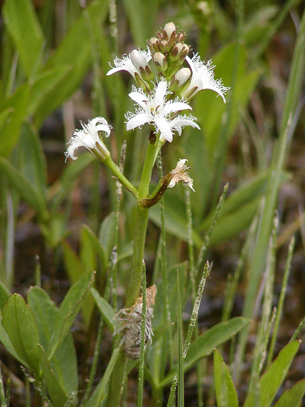 Menyanthes trifoliata