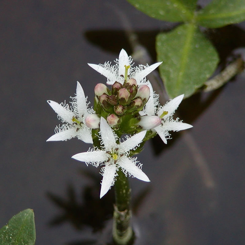 Menyanthes trifoliata