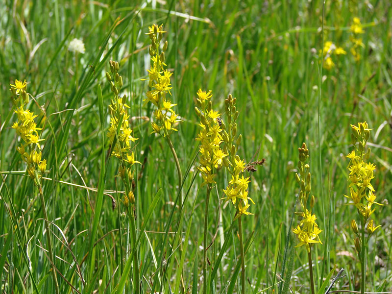 Narthecium californicum, Narthecium Fen