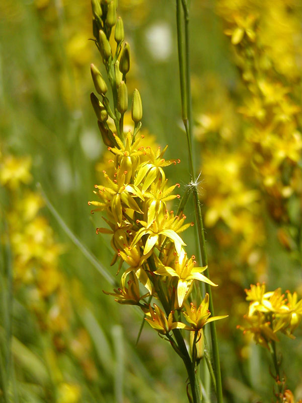 Narthecium californicum