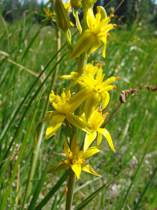 Narthecium californicum, Narthecium Fen