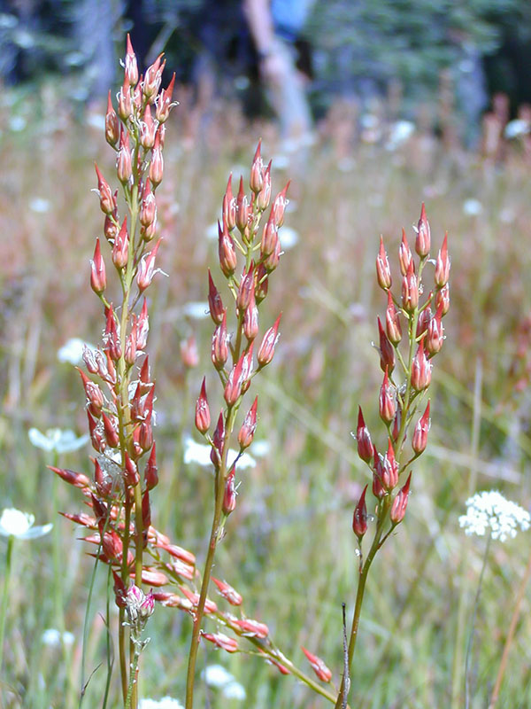 Narthecium californicum flowers past bloom