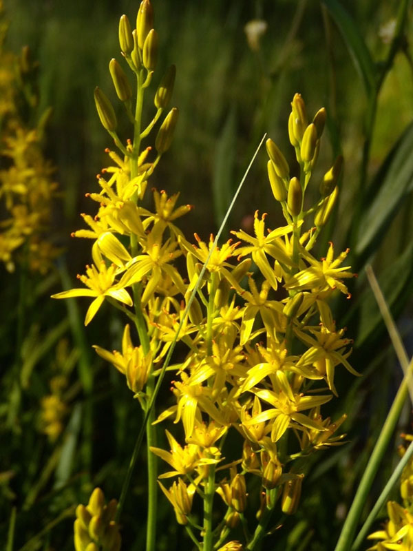 Narthecium californicum in fen on Smith Creek