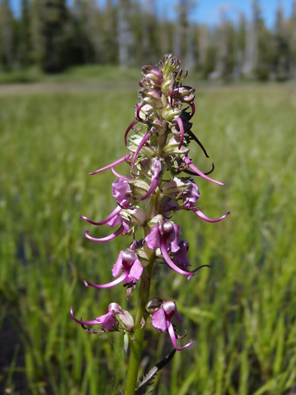 Pedicularis groenlandica, Grassy Lake Fen