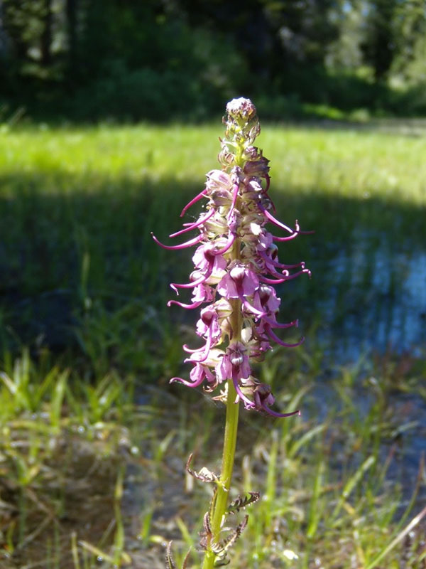 Pedicularis groenlandica, Grassy Lake Fen