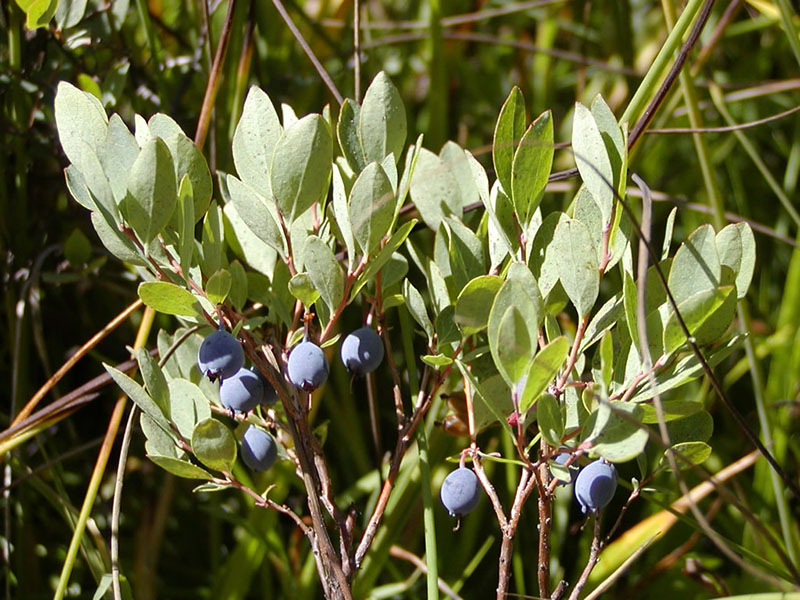  Vaccinium uliginosum