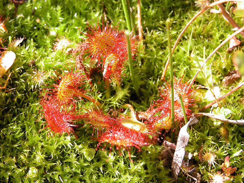 Meesia and Drosera rotundifolia