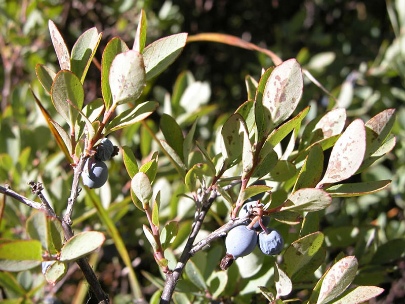 Vaccinium uliginosum
