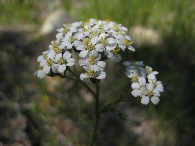 Achillea millefolium, Crow Creek Fen
