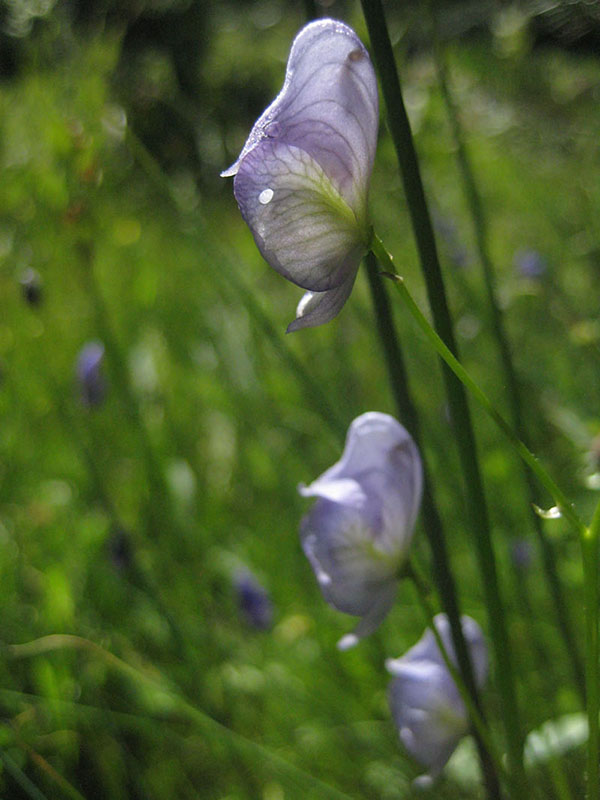 Aconitum columbianum, Crow Creek Fen
