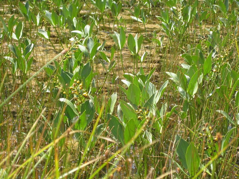 Menyanthes triofoliata, Caldwell Fens