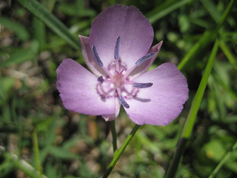 Calochortus nudus, Crow Creek Fen