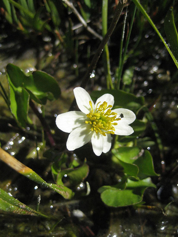 Caltha leptosepala, Crow Creek Fen