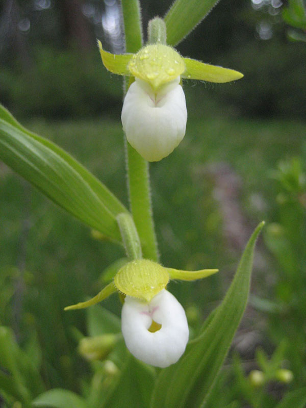 Cypripedium californicum, Saddle Gulch Fen