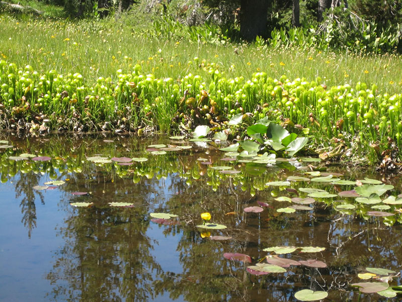 Darlingtonia californica, Crow Creek Fen