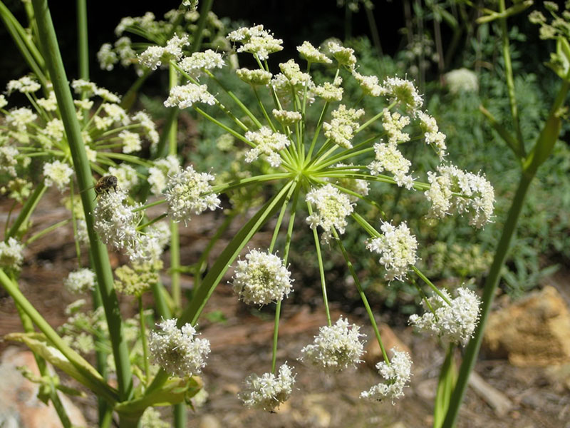 Angelica tomentosa, Fawn Creek Fen