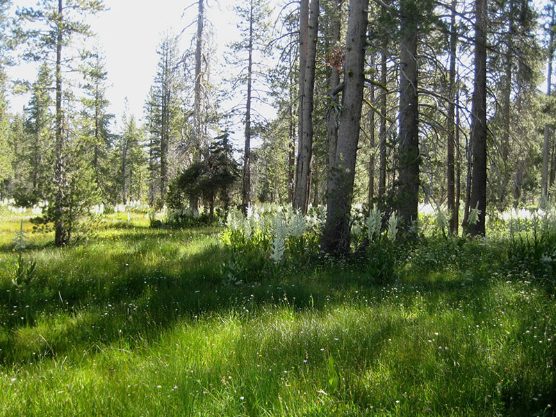  Veratrum californicum, Fawn Creek Fen