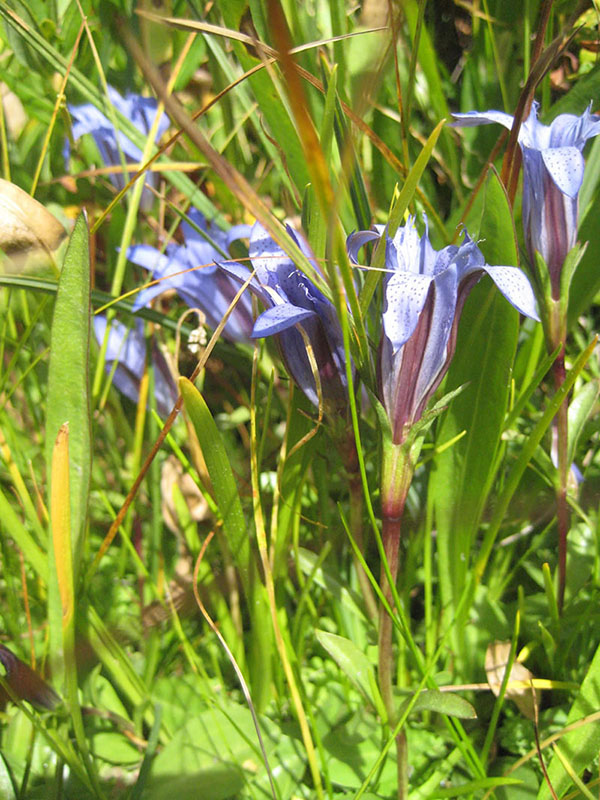Gentiana newberryi var. newberryi, Caldwell Fens
