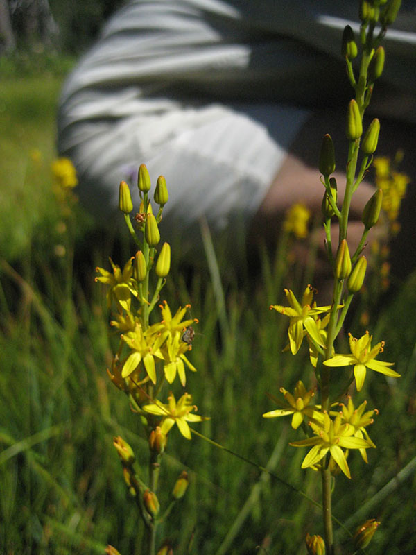 Narthecium californicum, Crow Creek Fen