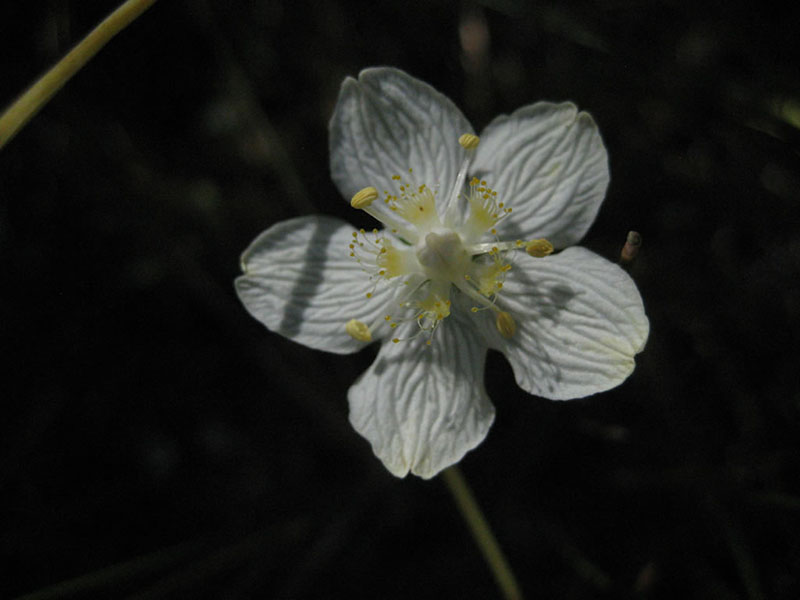 Parnassia californica, Saddle Gulch Fen