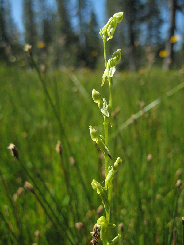 Platanthera sparsiflora, Crow Creek Fen
