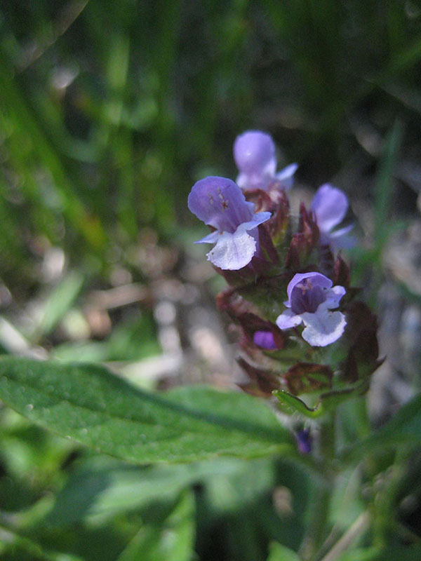 Prunella vulgaris, Crow Creek Fen