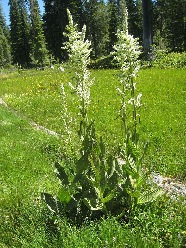 Veratrum californicum, Crow Creek Fen