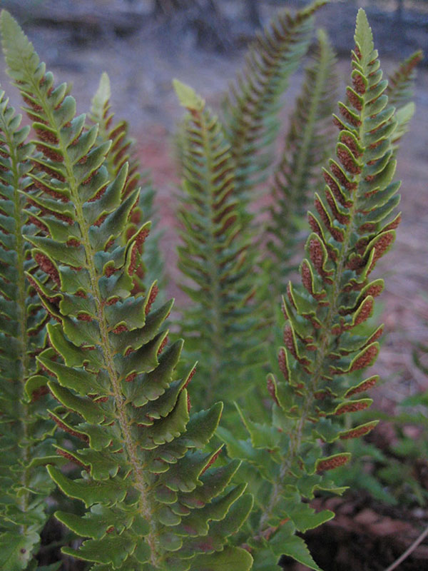 Polystichum lemmonii, Saddle Gulch Fen