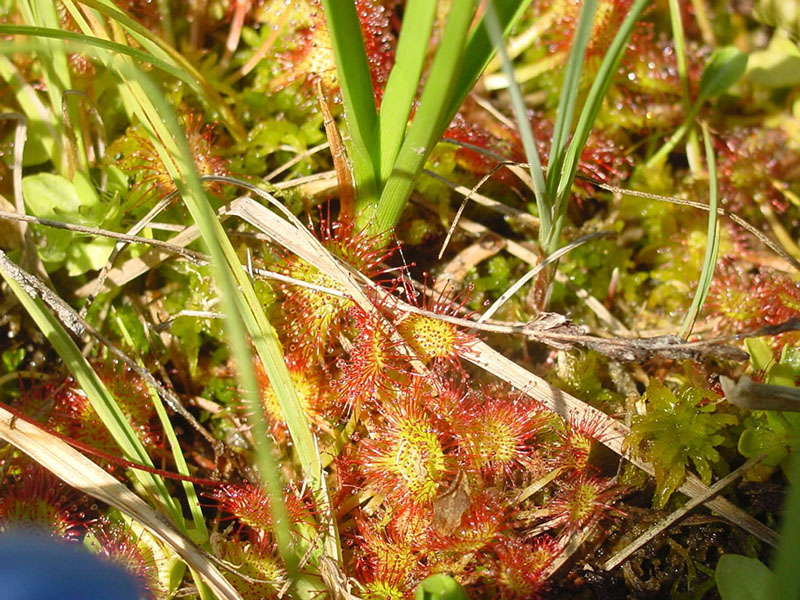 Drosera rotundifolia