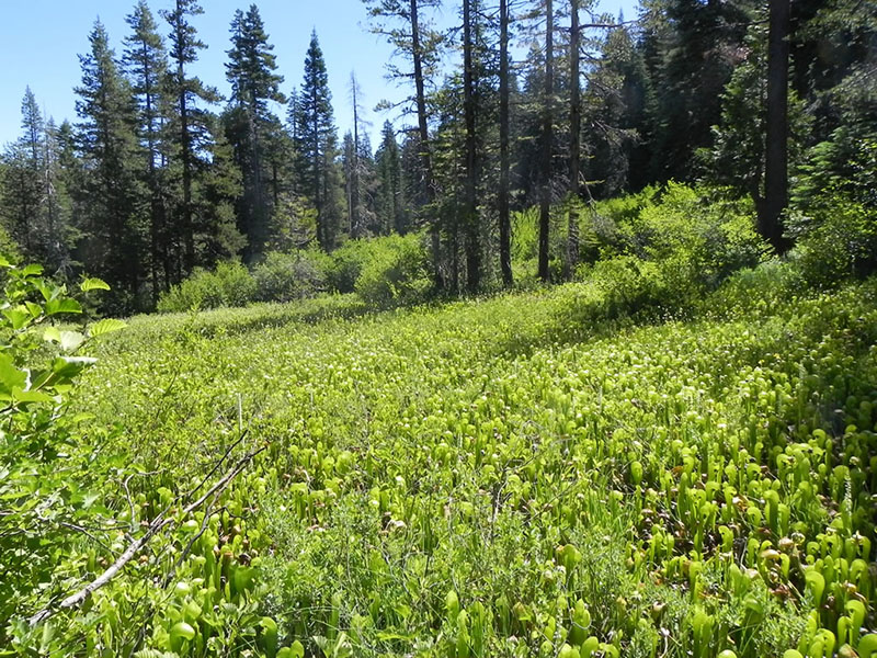 Darlingtonia californica, Hart Family preserve, Bear Yuba Land Trust