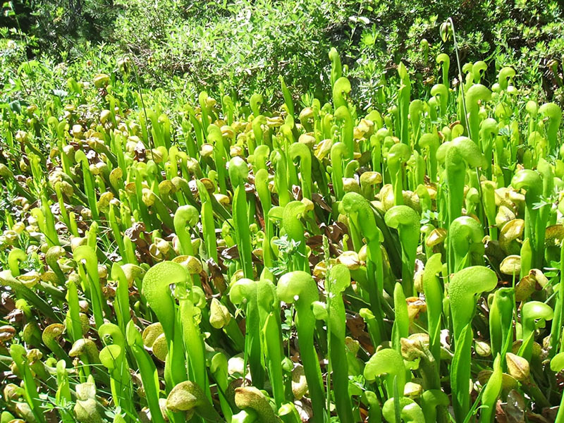 Darlingtonia californica