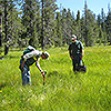 Dick Brainerd and Martin Lenz, Crow Creek Fen, Shasta-Trinity National Forests.