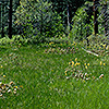 Fen in the Butterfly Valley in spring, Plumas National Forest.