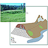 Basin fen graphic.