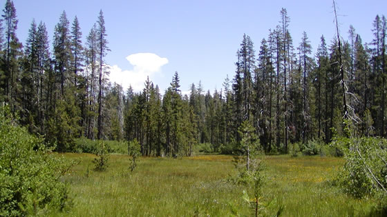 Greens Flat Fen, Plumas National Forest.