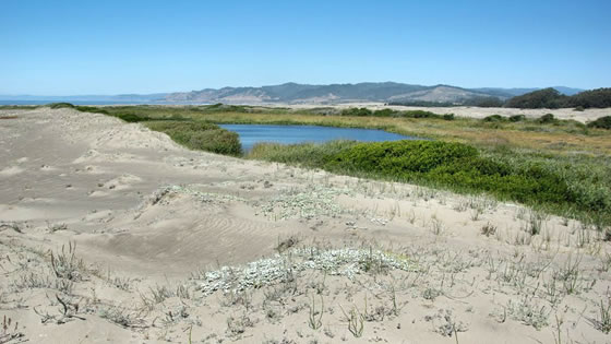 Inglenook Fen, Lake Tahoe Basin Management Unit.