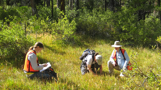 Three women collecting plant and soil information in the Saddle Gulch Fen, Shasta-Trinity National Forest.