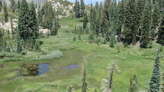 Meadow Complex of a pond, fen, and wet meadow of the Helgramite Fen and Shorebird Fen in the Plumas National Forest.