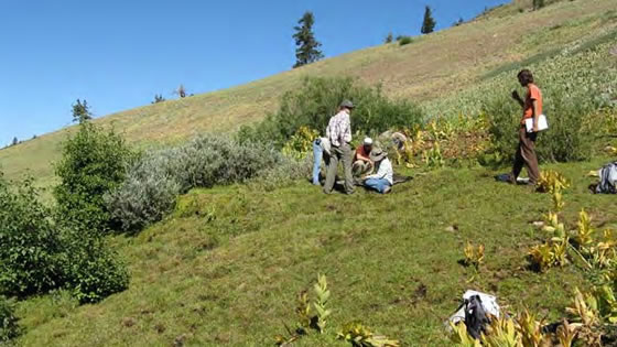 A strongly sloping fen in the Stanislaus National Forest.