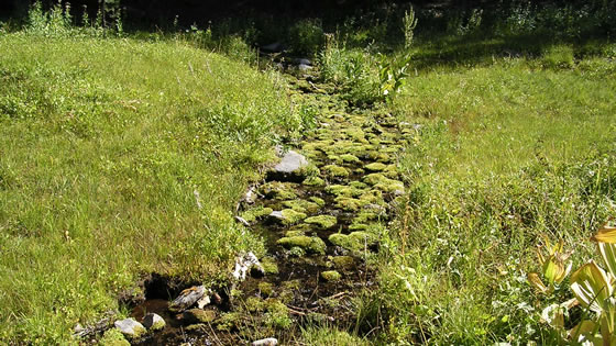 Fen in Upper Sagehen Basin, Tahoe National Forest.