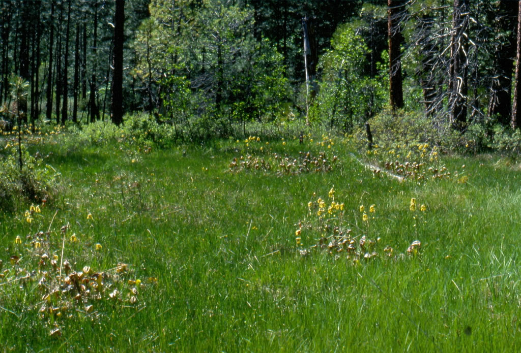 St. Paul District > American Wetlands Month > Fens