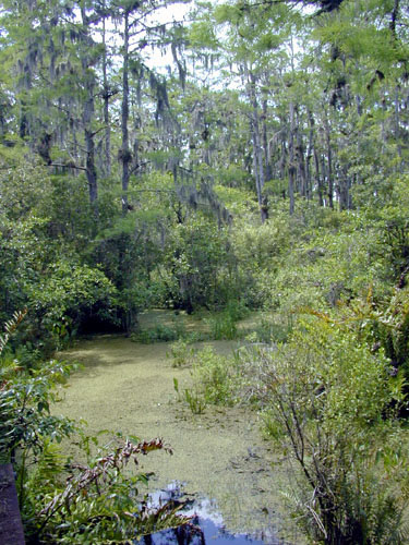 Nature Glance-What's a Fen? 